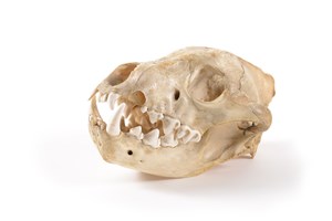 Image description is not available for 1997.1.27